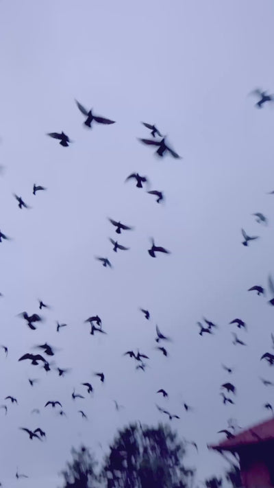 Regalé Gold Wine Velvet Bridal Saree With Embroidered Blouse